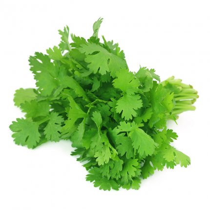 Cilantro