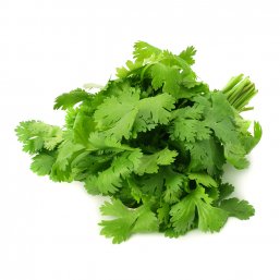 Cilantro Macho