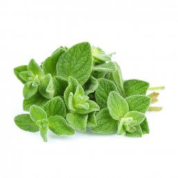 Fresh Oregano