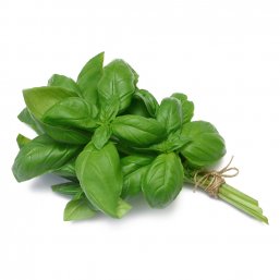 Green Basil