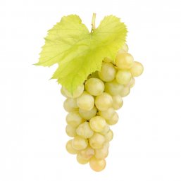 Italian Muscat Grapes