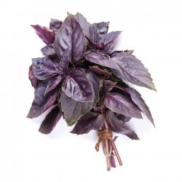 Red Basil